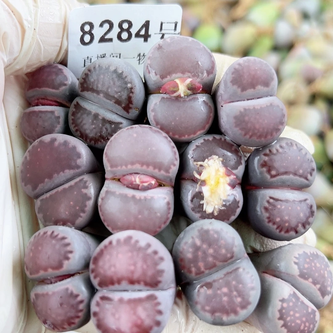 8284 好养易活生石花大母本12个长腿特价