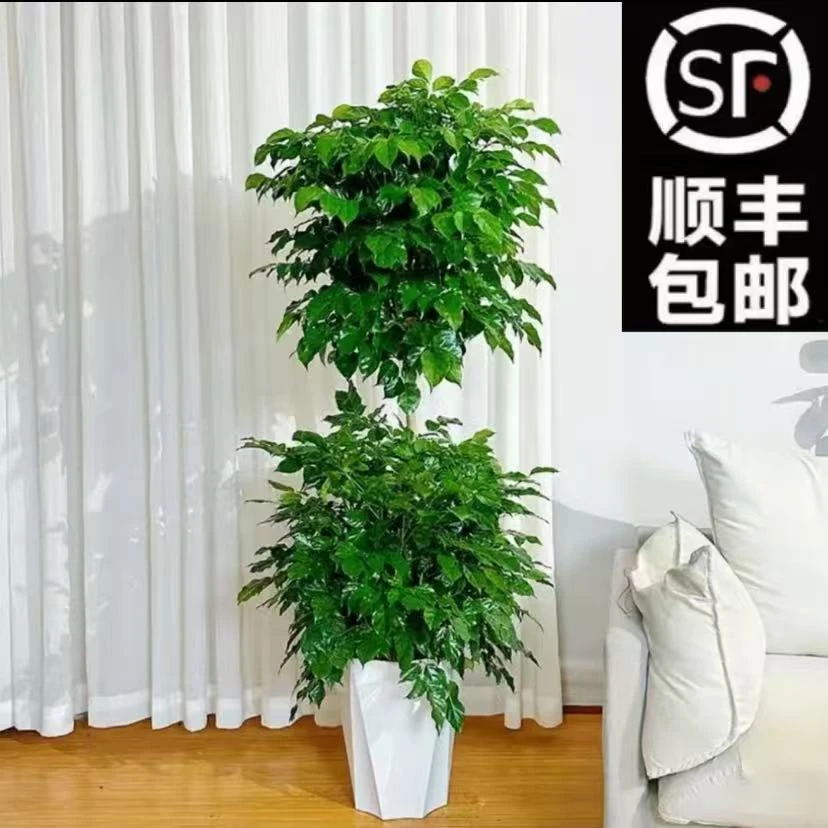 【送白盆】【顺丰包邮】双层幸福树1.4-1.5米四季常青常绿净化空气3