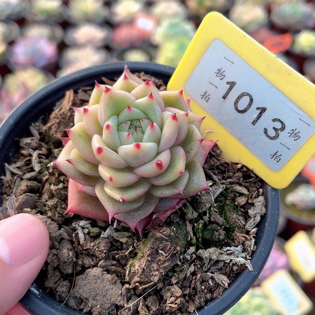 玉玲珑1013号多肉