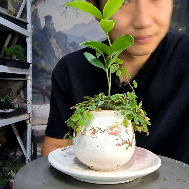 晨*中青园艺一物一拍400