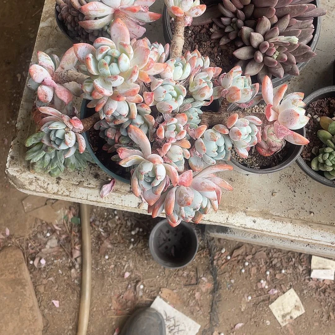 叮***猫冷香群生一物一拍