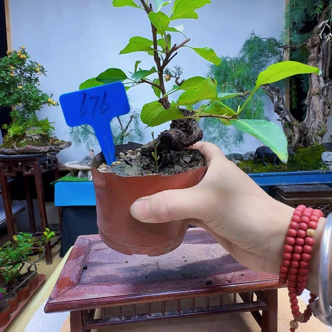 一***社无花朵而干活季军看