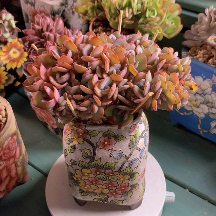 白凤朵朵无砍自然群