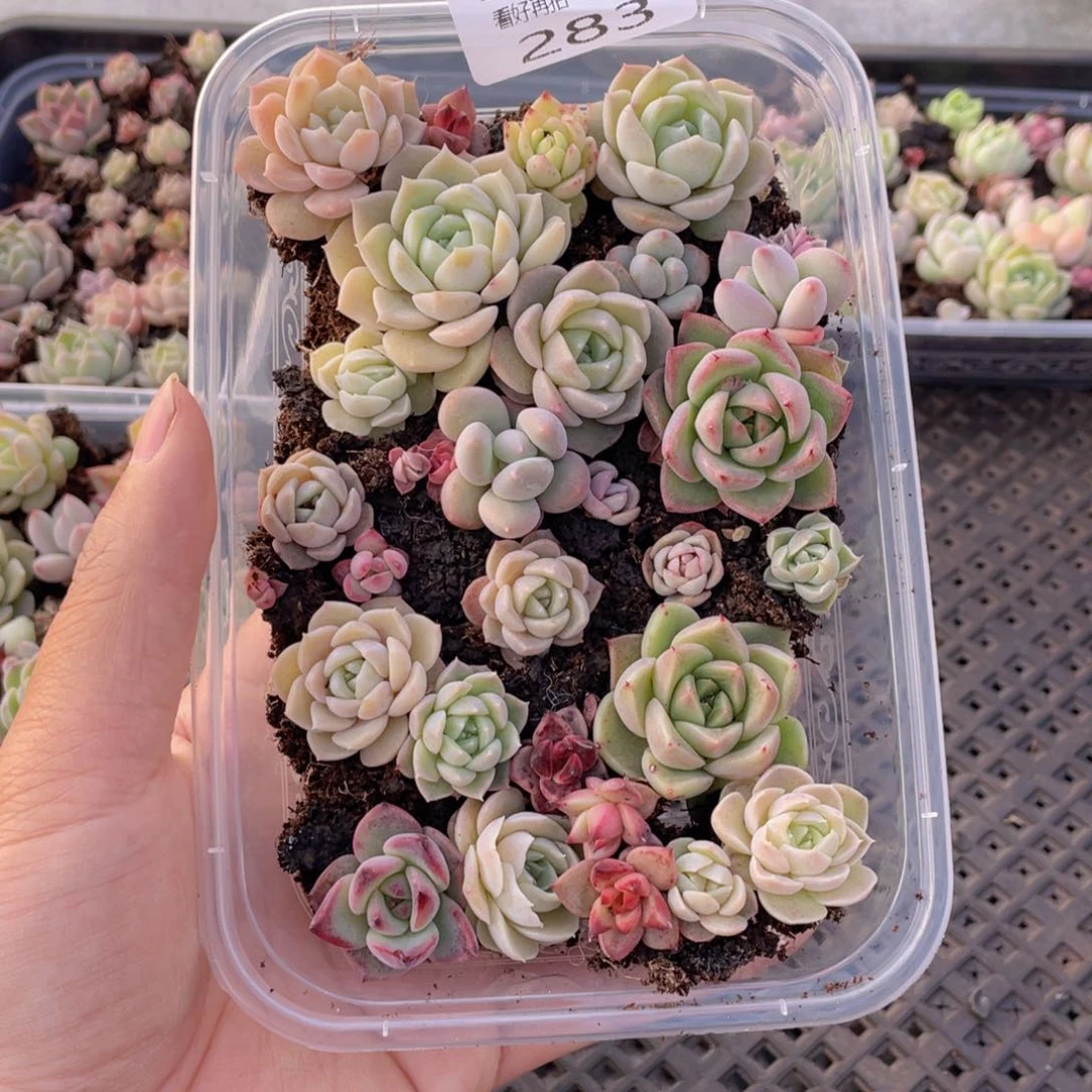 云糖心多肉植物283