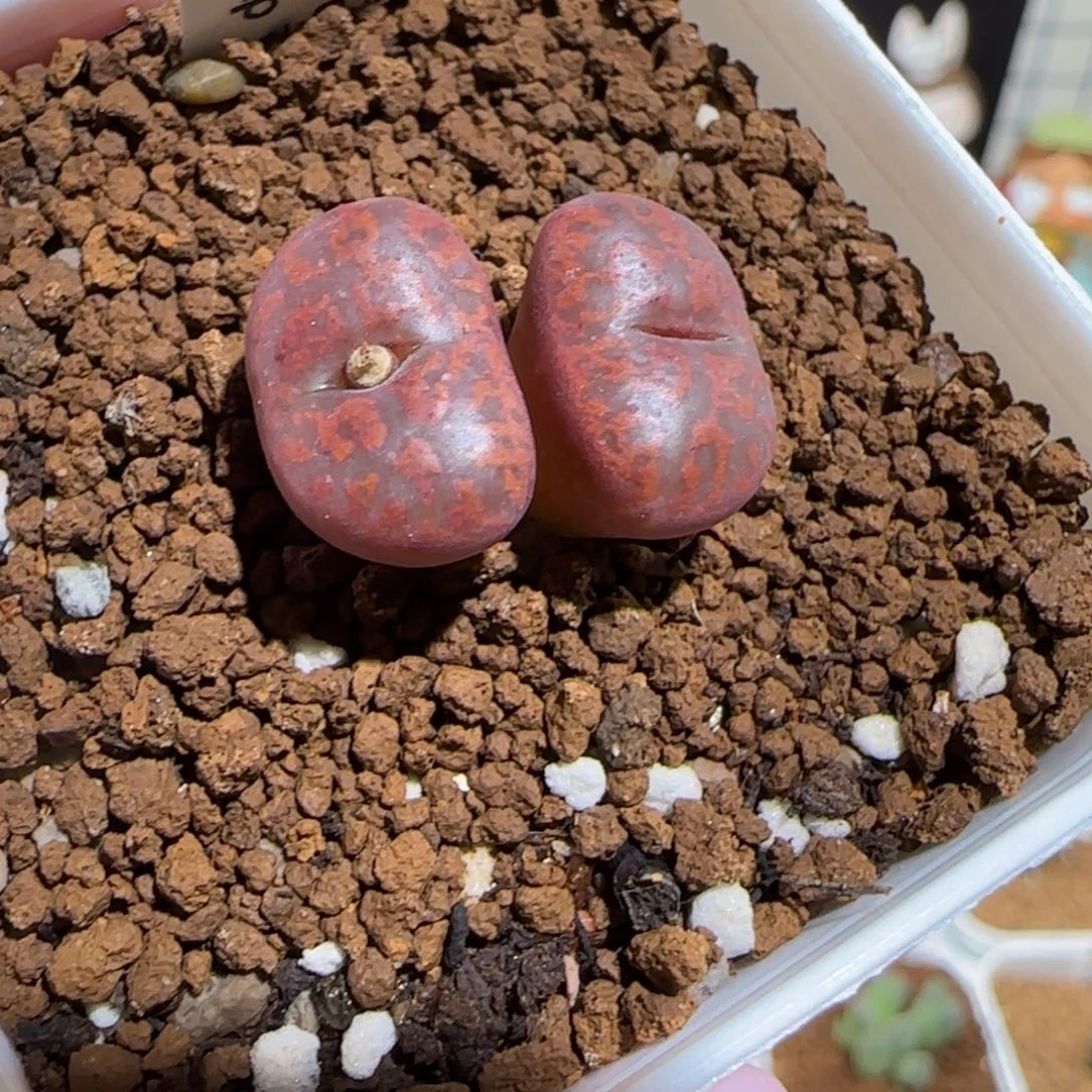 肉锥多肉植物组合-ap正红色酒红勋章1471