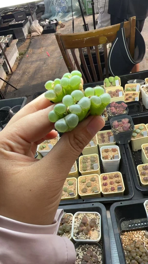 385多肉植物肉锥一颗