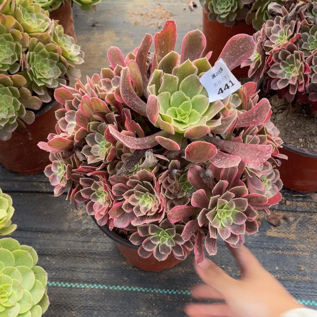 441金丝雀法师多肉断枝不包