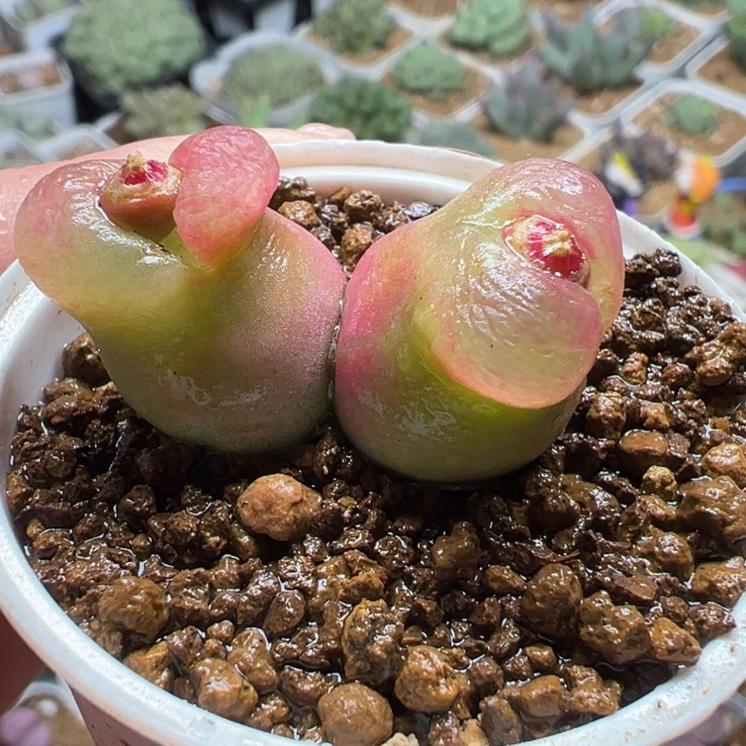 026多肉植物种类多样