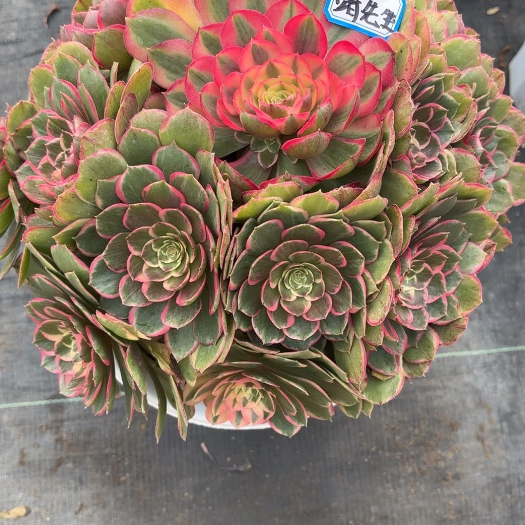 靖*生花好月又圆202515