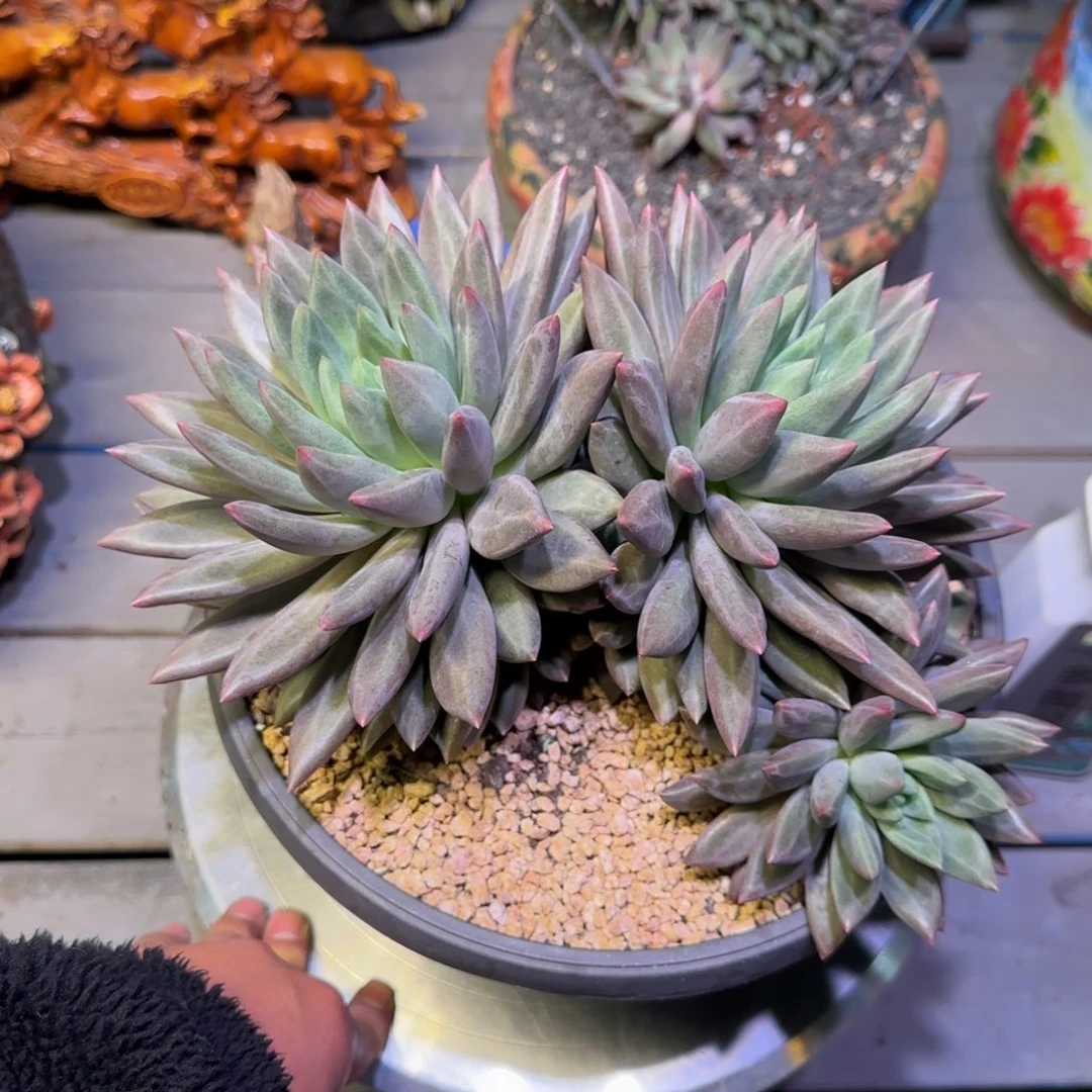 无花朵水晶球多肉植物一物一拍