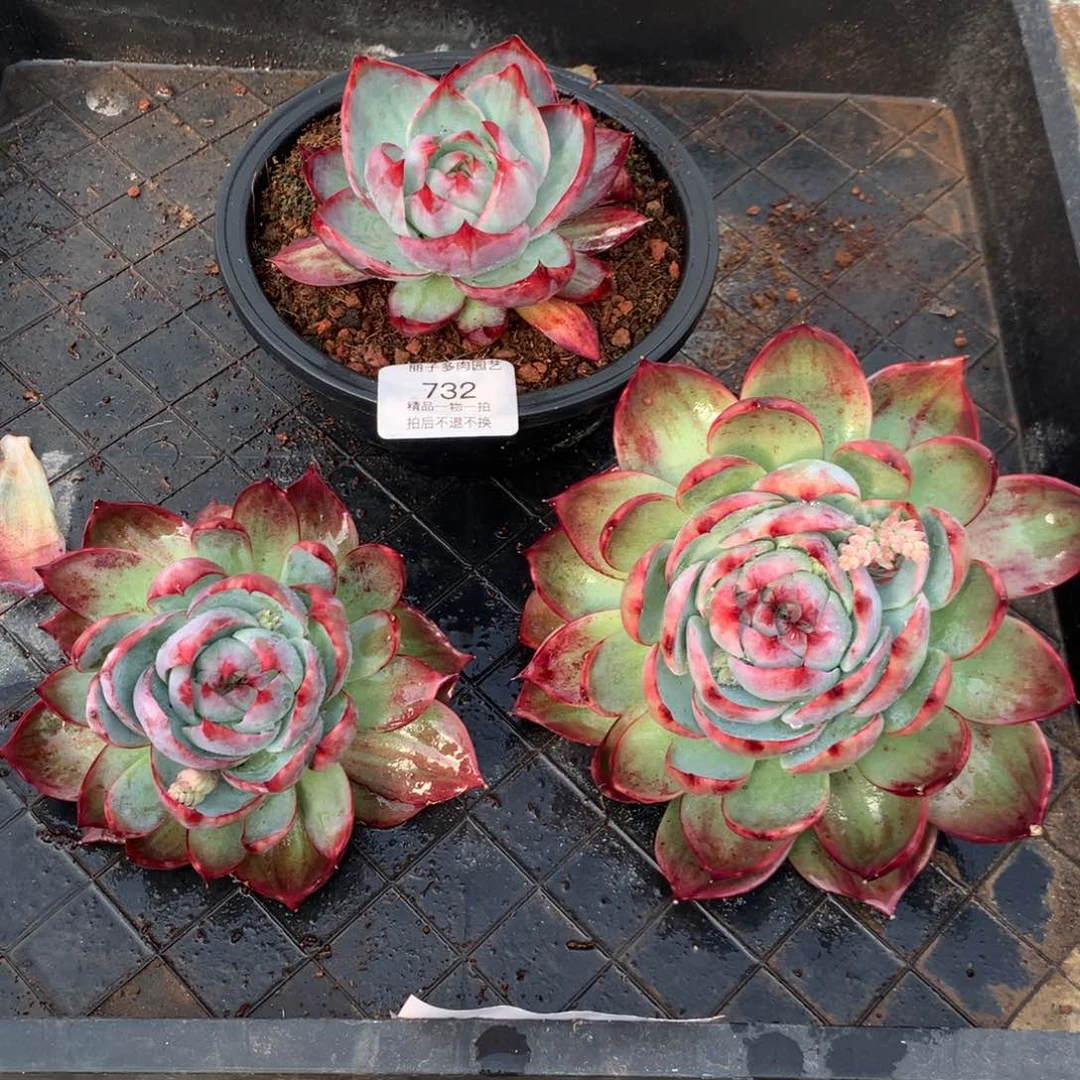 732惊鸿一组3颗。尺寸12。多肉植物
