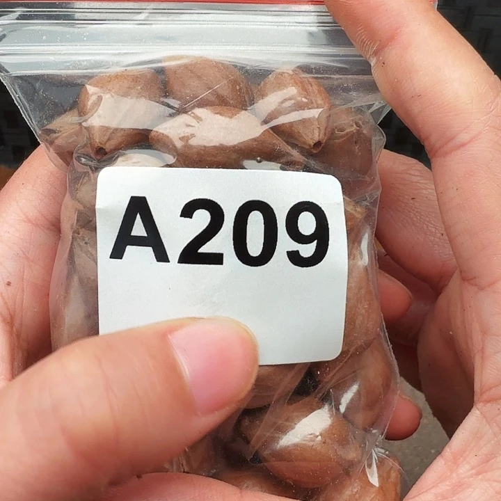 创***业手串/手链核桃橄榄