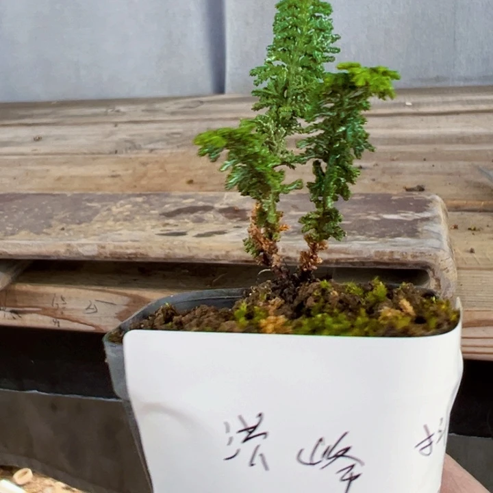 洪***峰无花朵一个石化。