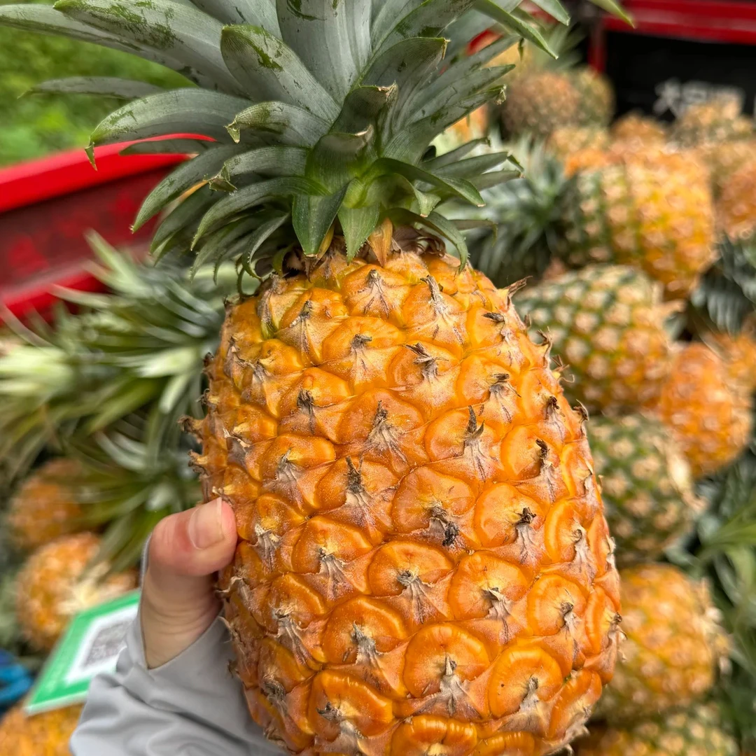 海南金钻凤梨900g+