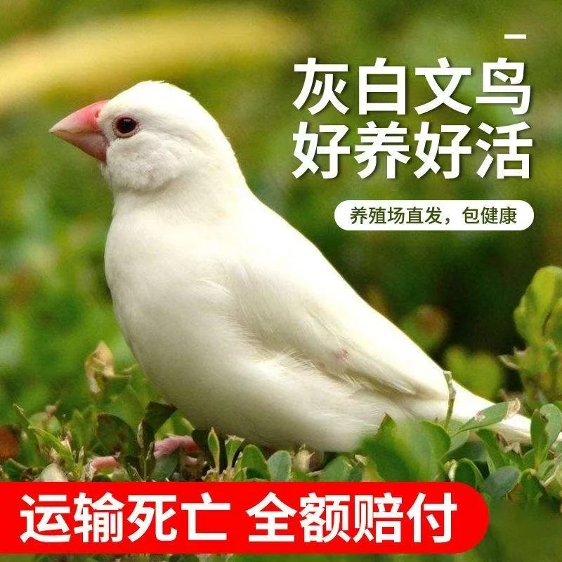 文鸟活体宠物鸟小月龄无尾巴后期可长