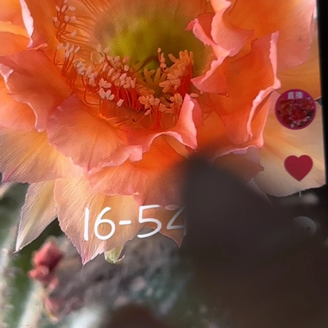 16-53彩侧牙20包邮仙人球10