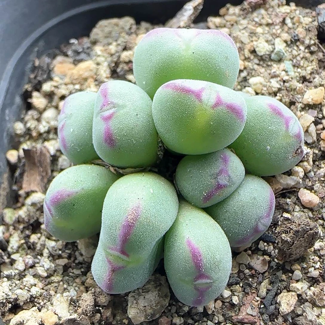 脱土年后发货23991