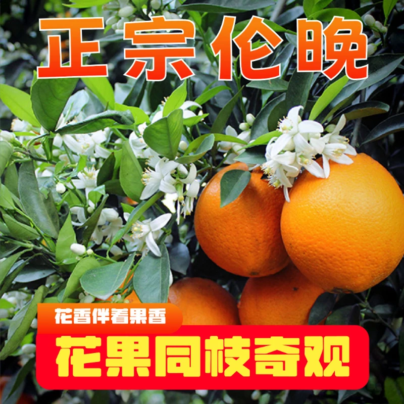 【好鲜市集】伦晚脐橙  新鲜橙子秭归脐橙 4.5斤 新鲜水果时令水果