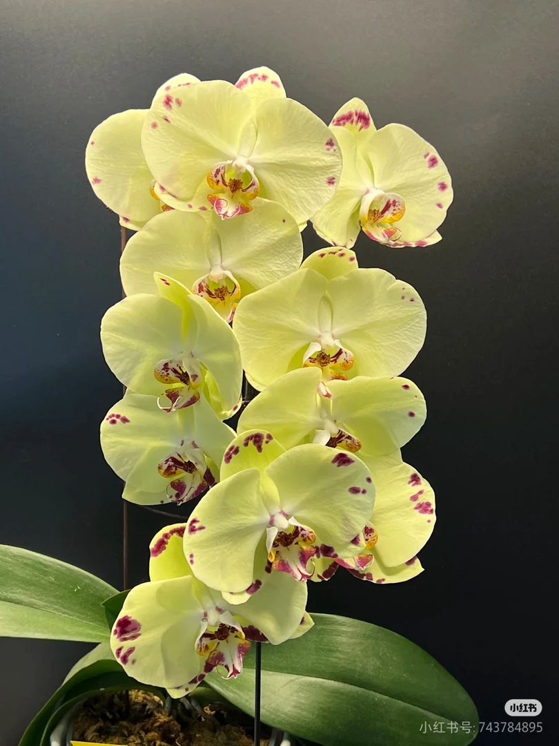 【兰语甄选】（金雕）3.5鹅黄巧克力色闪边色大花型蝴蝶兰苗子