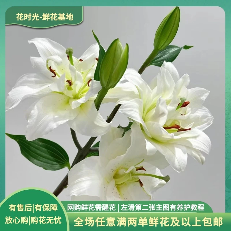 【白雪公主】重瓣白雪公主香水百合 | 全场任意满两单鲜花包邮