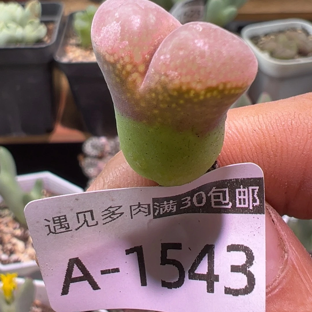 多肉植物11111111111