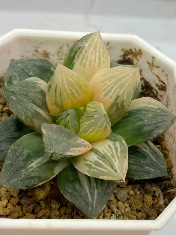 多肉植物赤焰玉露锦室内盆栽带盆