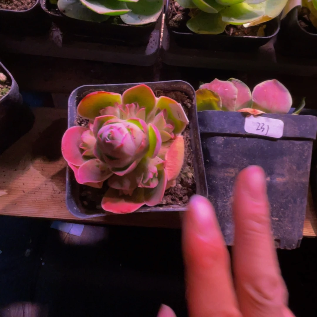 沉*新品s9捧花样品体验81号，给一颗幺鸡231号