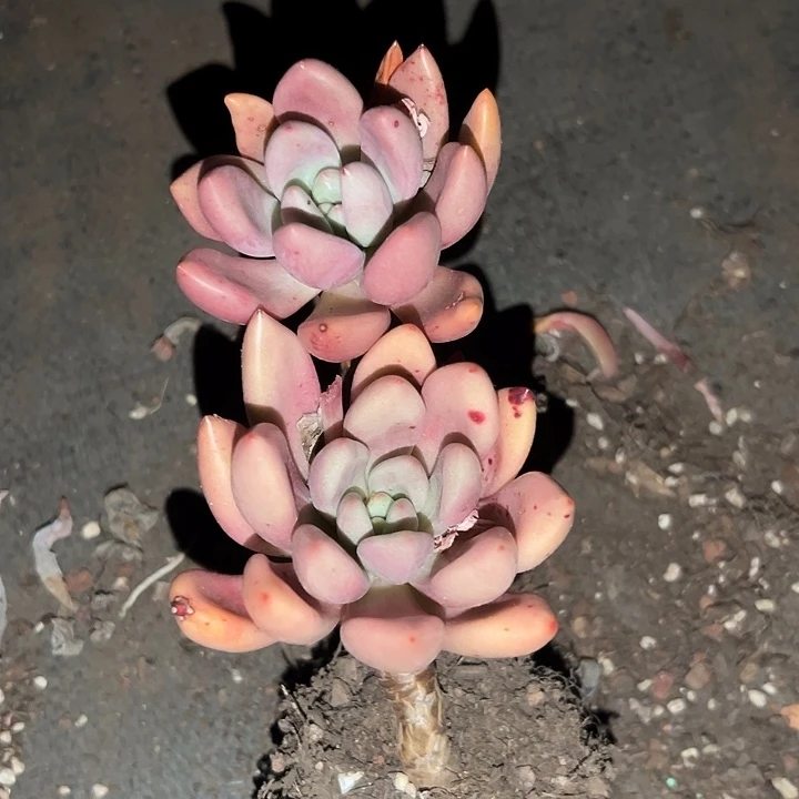 无花朵桃花源单头两盆。