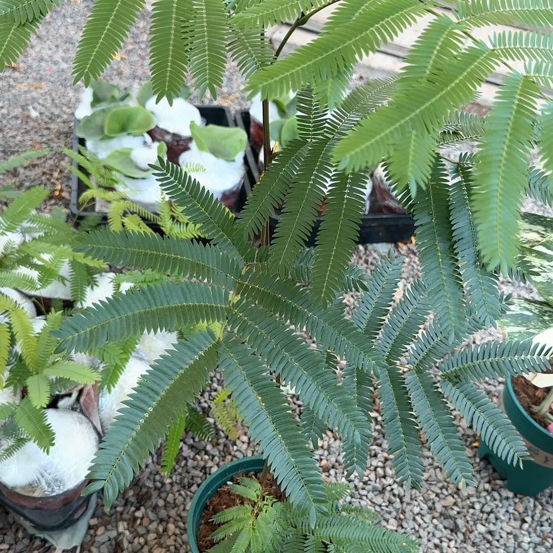 无花朵大猴子8号不售后