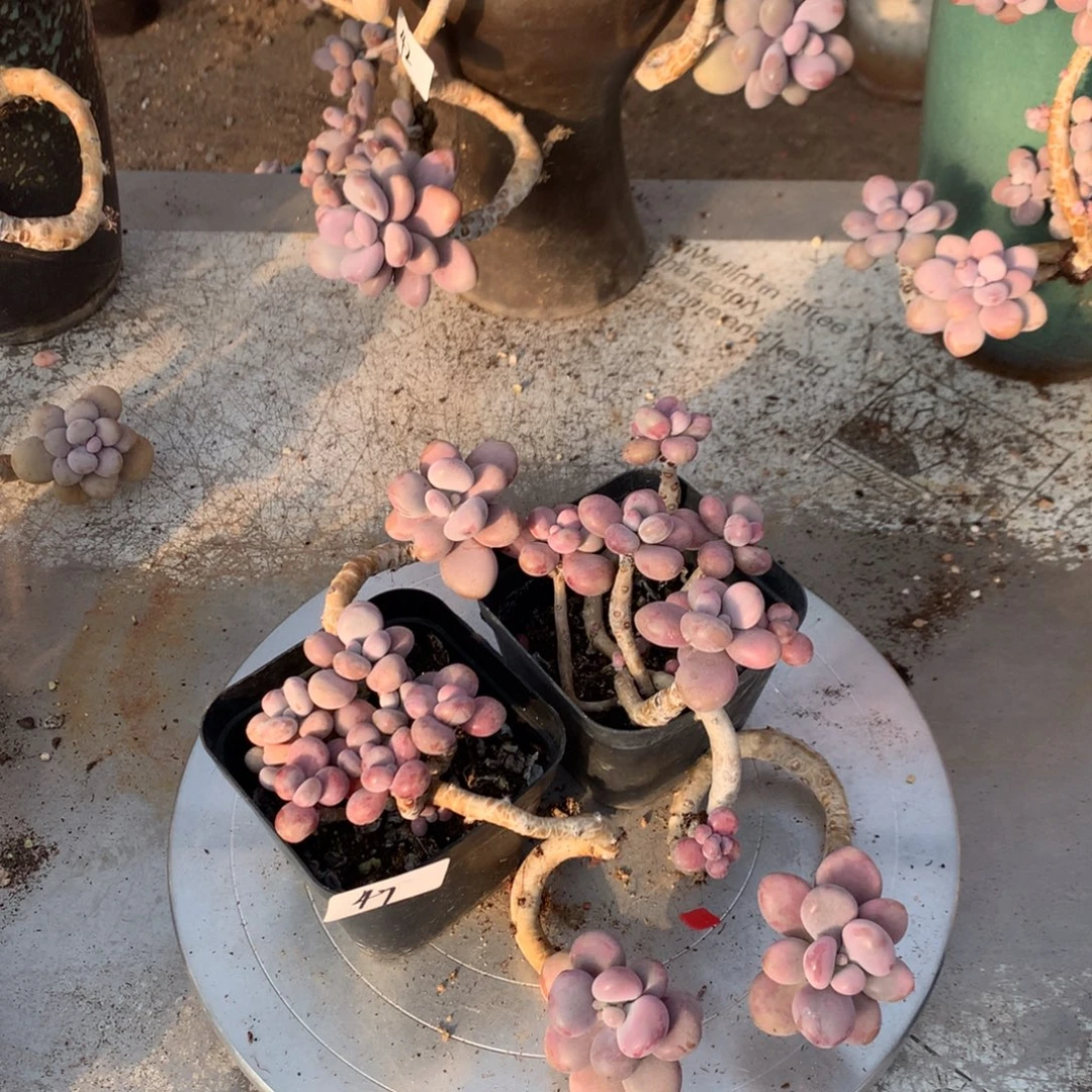 桃蛋老桩不带盆47号