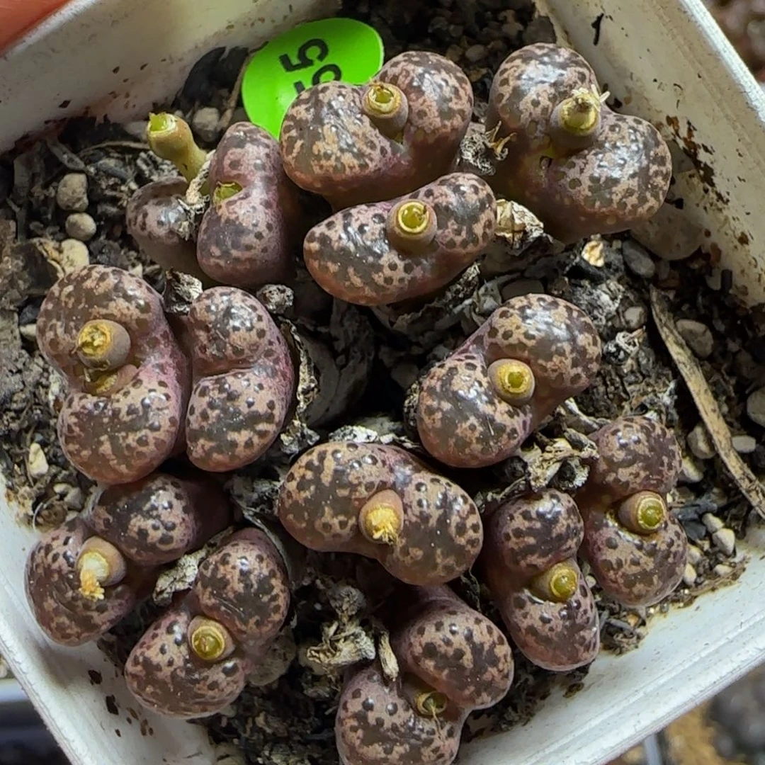 粉紫体多肉植物955