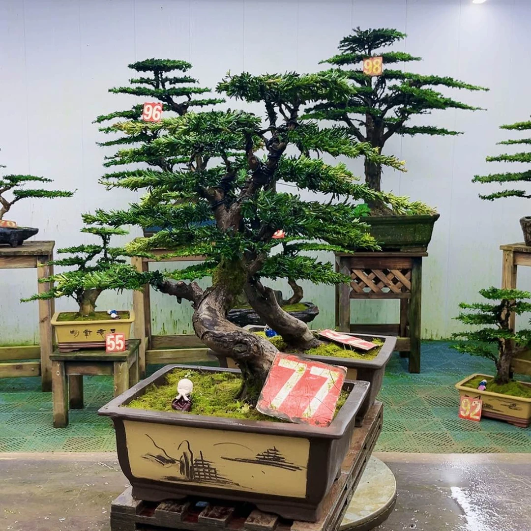 【闪购商品】无花朵