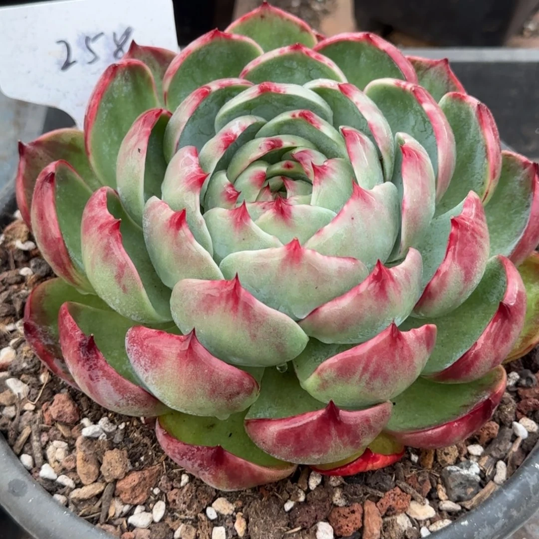 花脸拉丝惊鸿一物一拍包装收缩花旱258