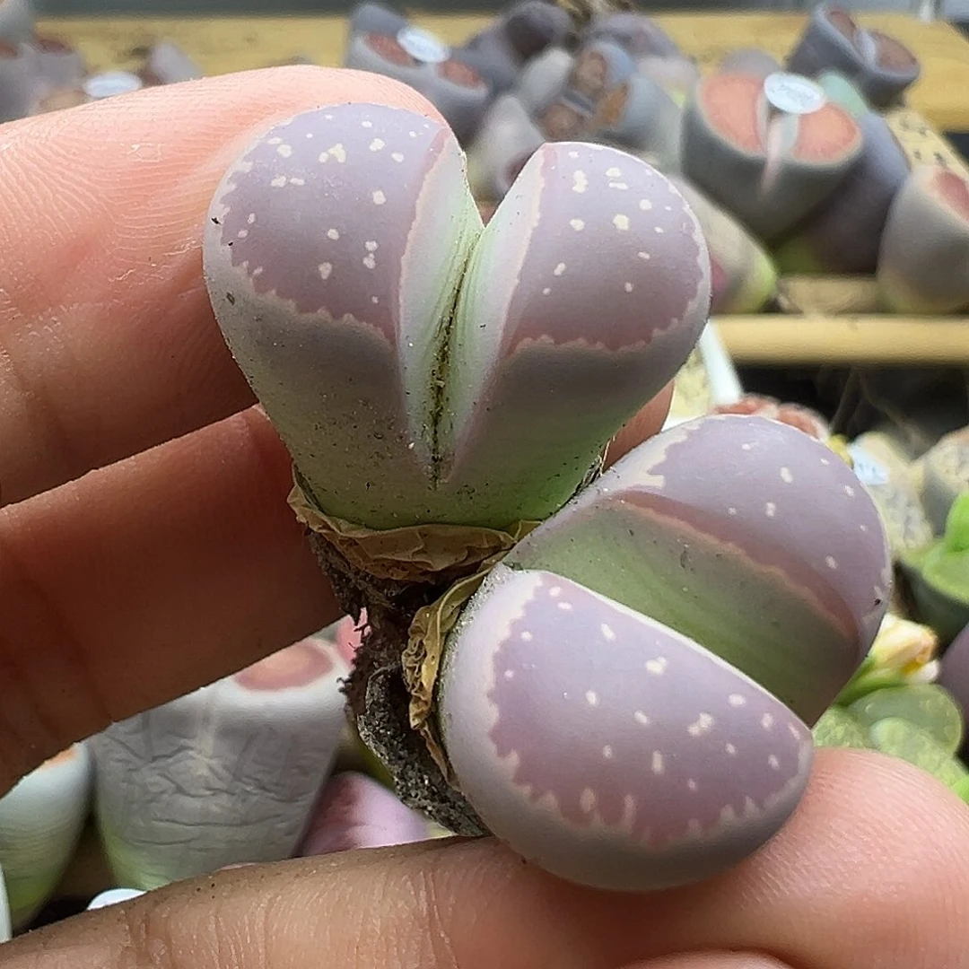 491炸11111111111111