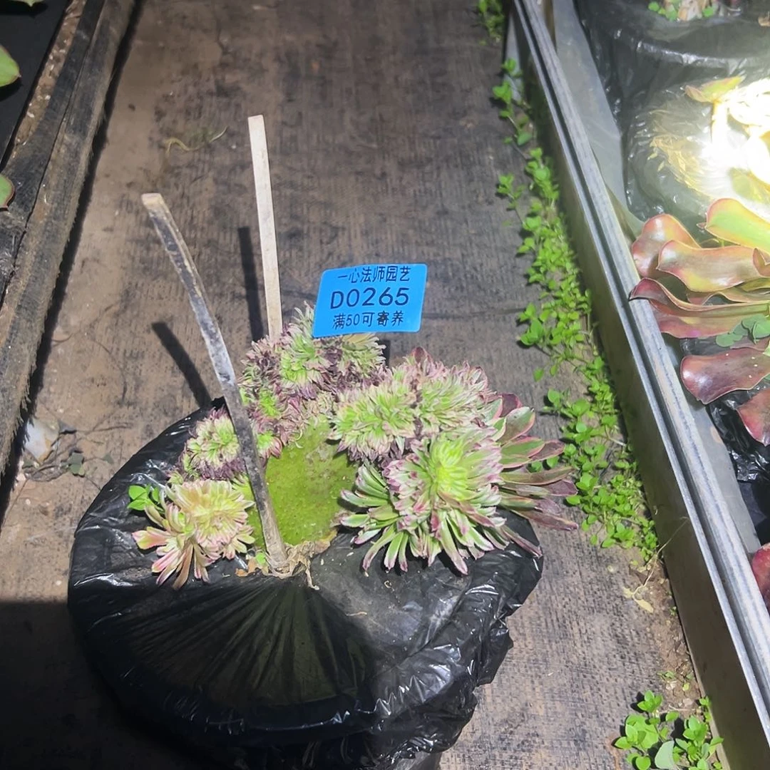 金丝菊缀化阴阳0265多肉植物