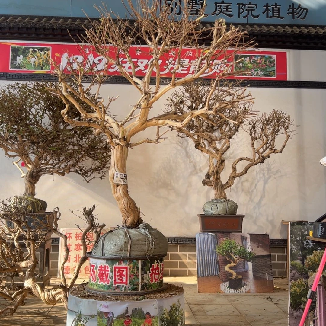 无花朵金银花888888