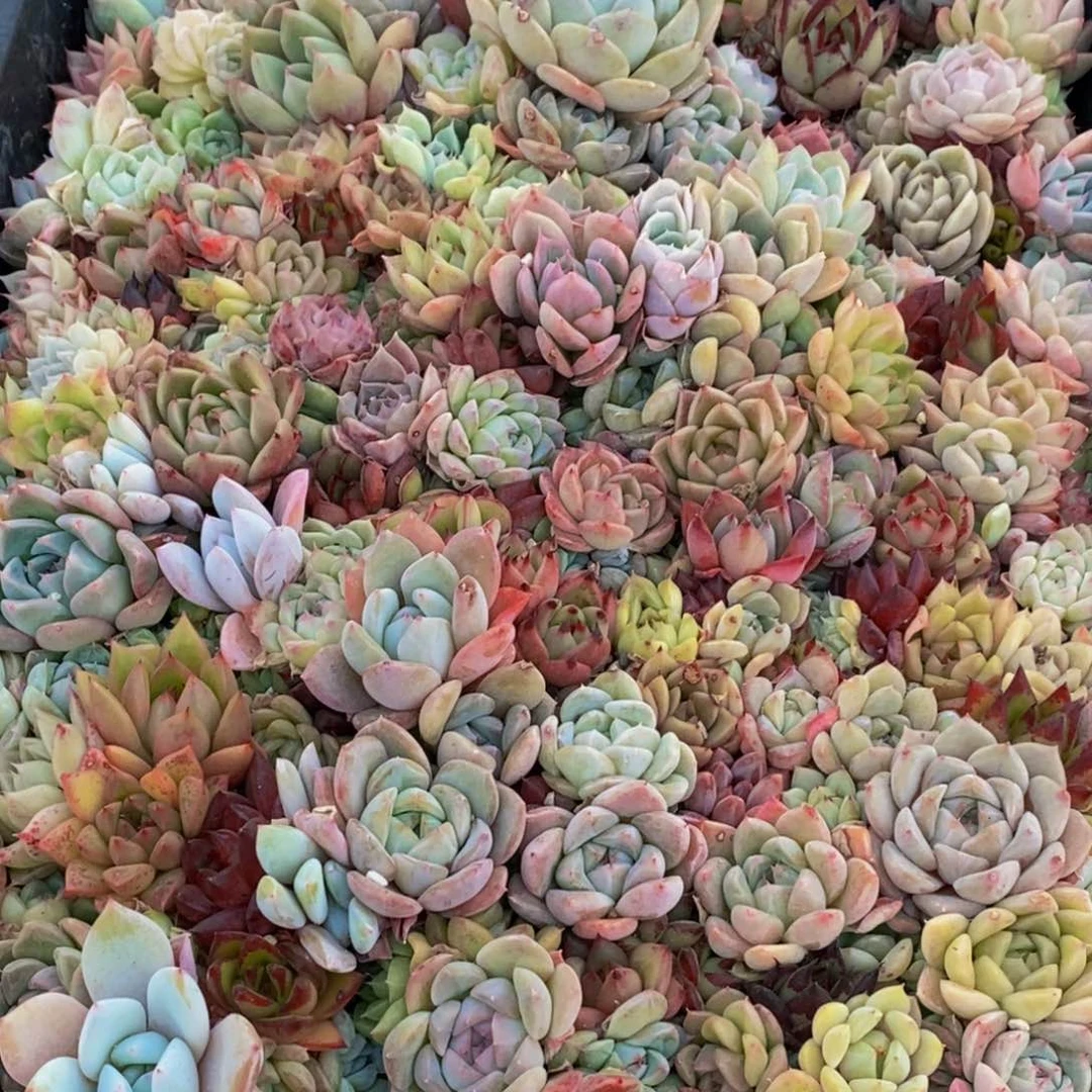 h****h148多肉植物保护研究所所长