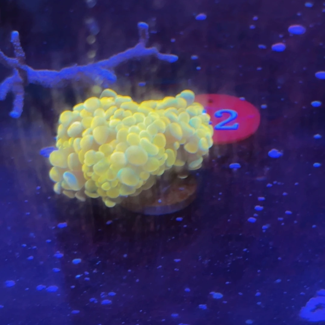 万鱼来朝海水观赏