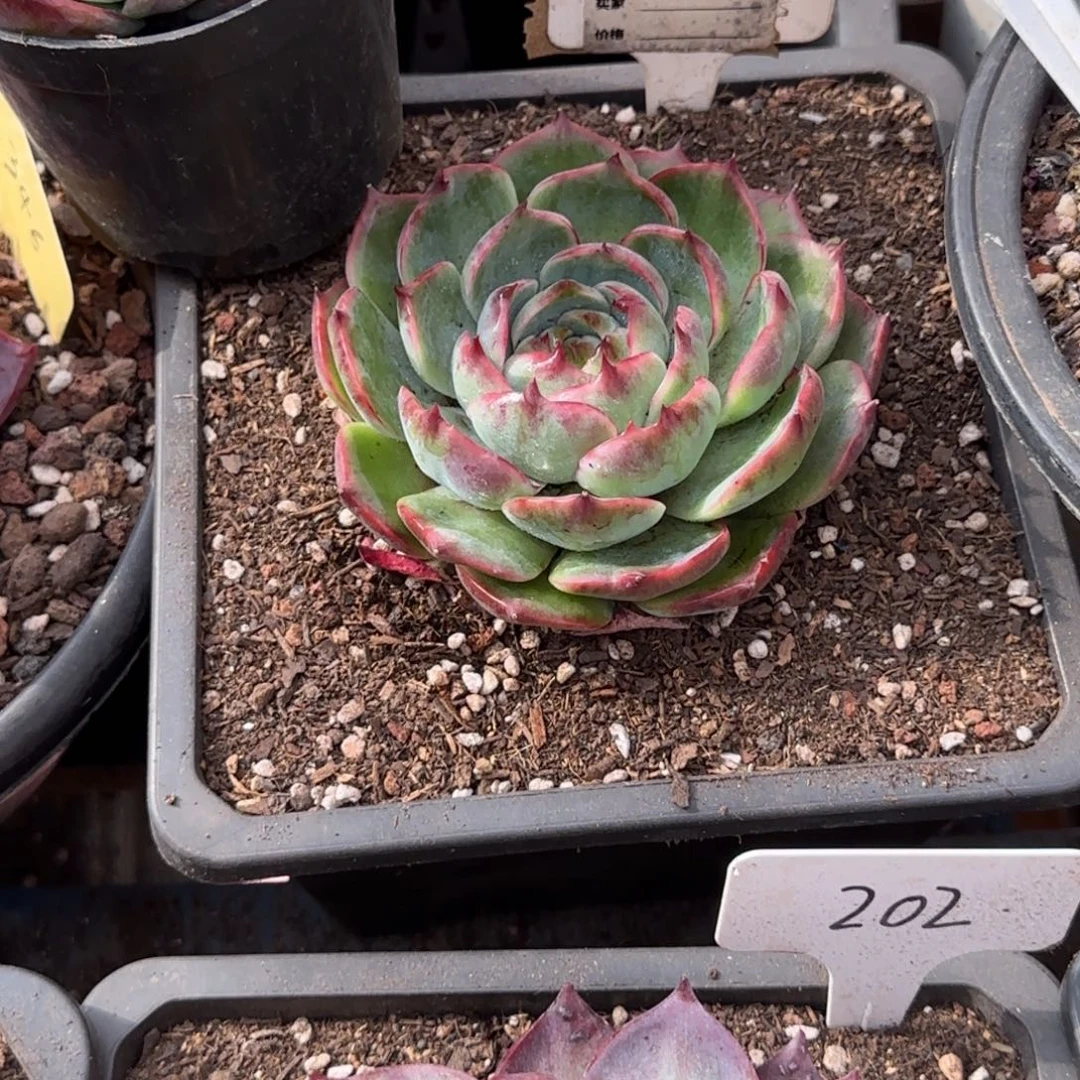 天***亿865 惊鸿一物一拍包装收缩花旱