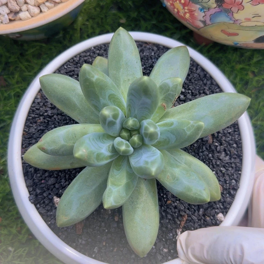 不开花植物卡布奇诺单头多肉植物