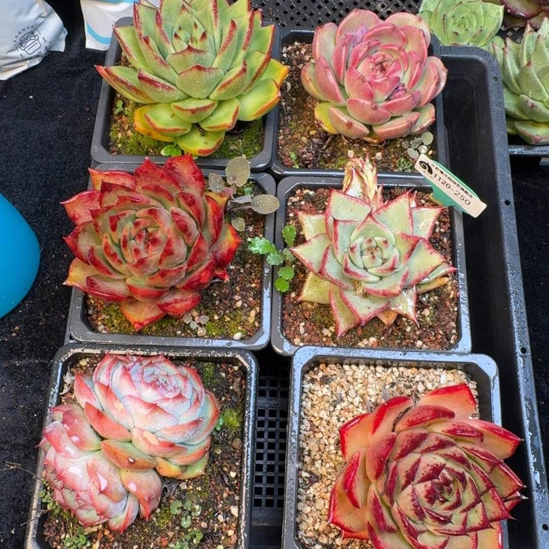 从前慢多肉精选编号1120.250