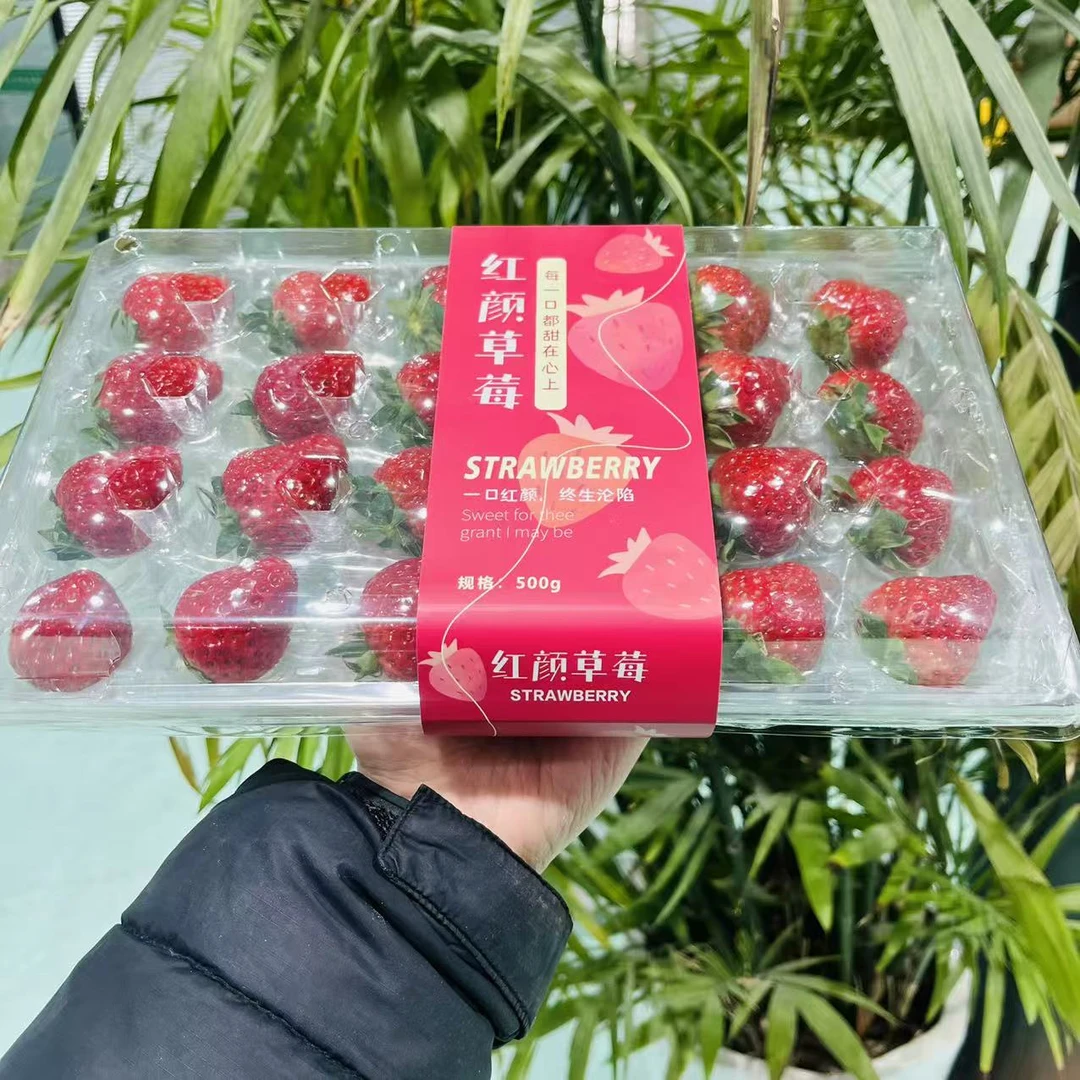 【一盒】丹东九九颜草莓 单盒1.2斤左右 只发山西省内