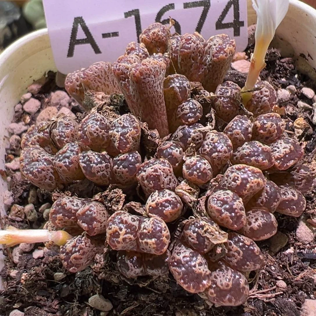 多肉植物111111111111