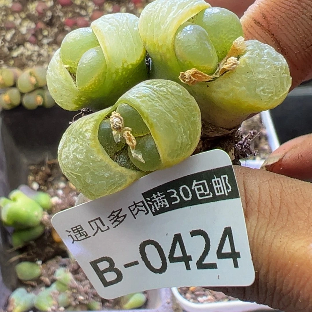 .*嘟多肉植物1111111111111