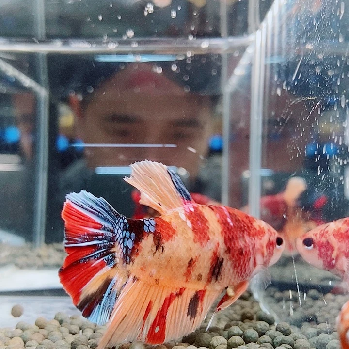 斗鱼黑131号巨斗将军