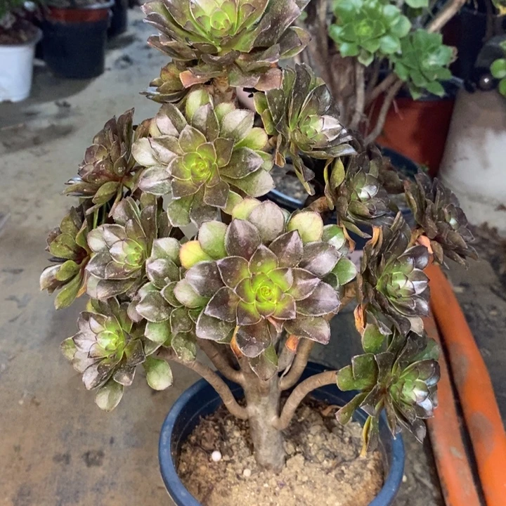 灰法多肉植物080。