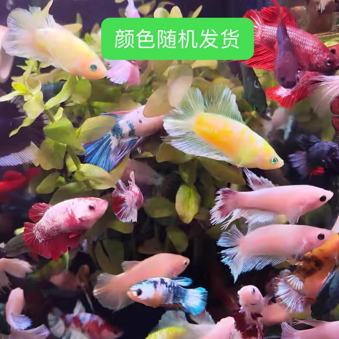 斗鱼仙女母鱼热带观赏鱼抱卵繁殖耐活小型鱼