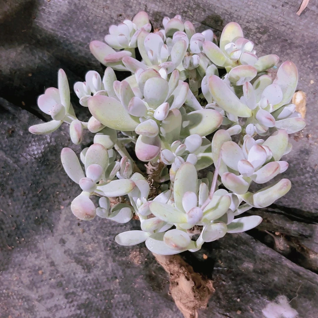 【闪购商品】大福娘8.8