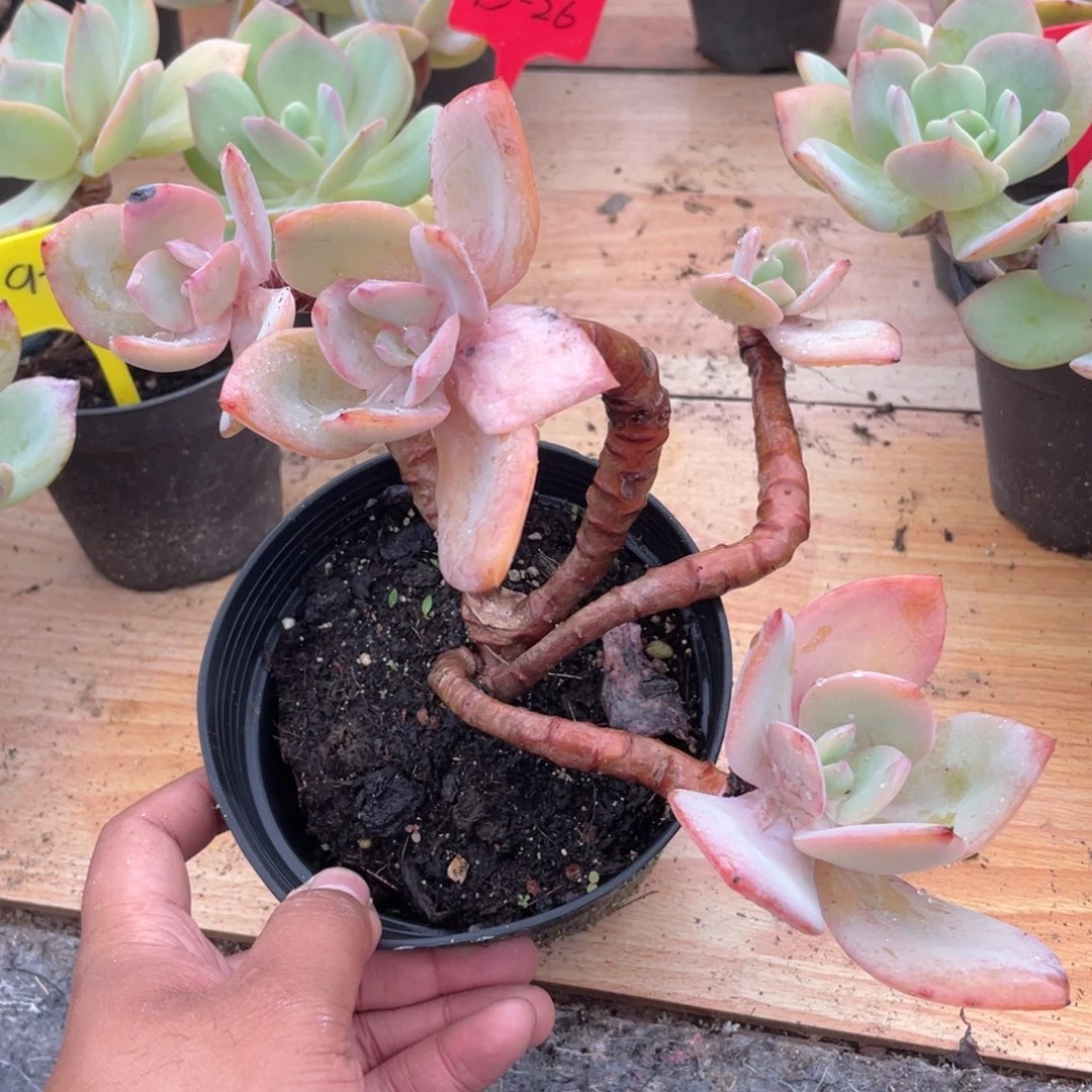 0619  白凤  六月六