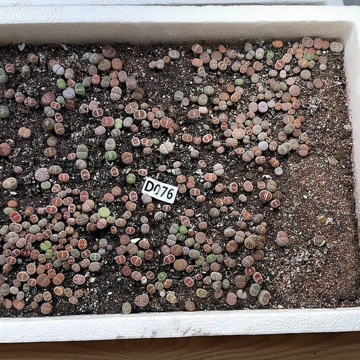 D076 生石花脱土包邮